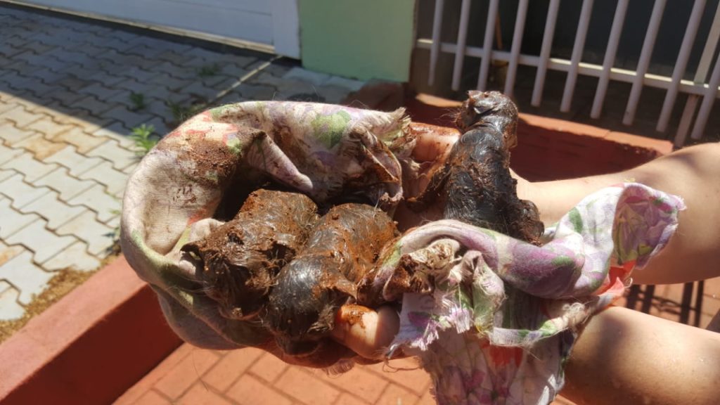 Filhotes de gato jogados em caixa de gordura são resgatados por Bombeiros; GM notificou autor do ato