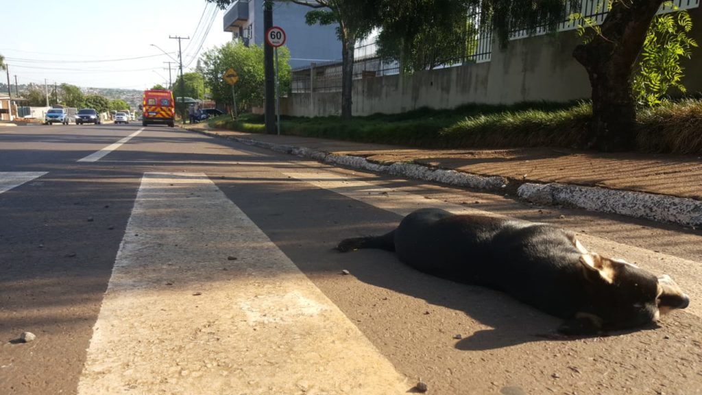 Motociclista sofre queda ao atingir cachorro na Rua Ipanema