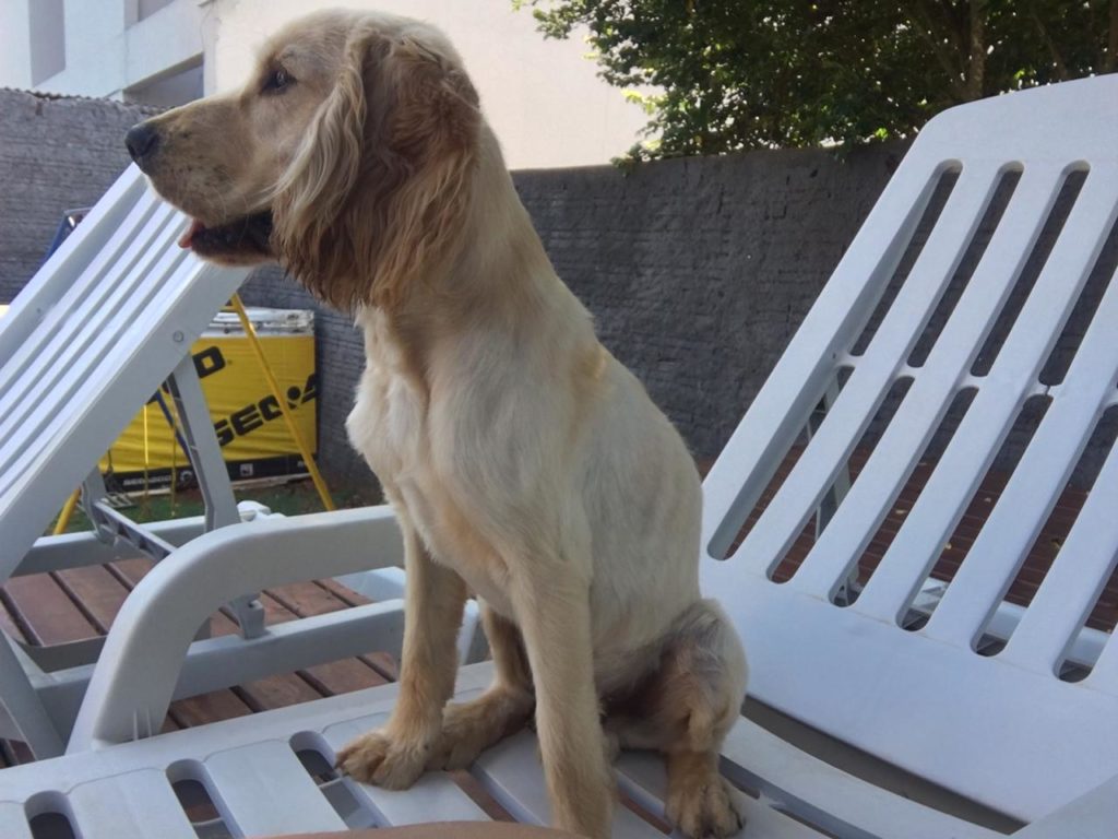 Cachorro é encontrado na região do Lago