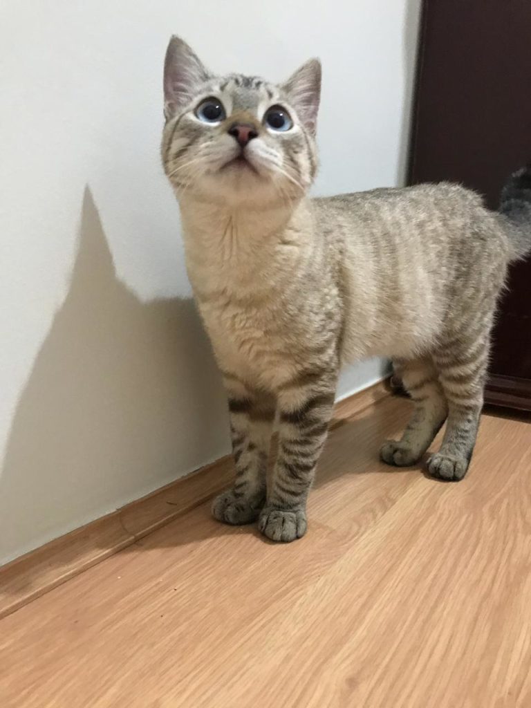 Gatinho é encontrado no Riviera