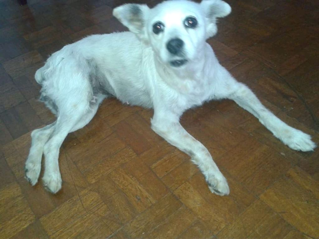 Homem procura por cachorro que sumiu na Rua Manaus
