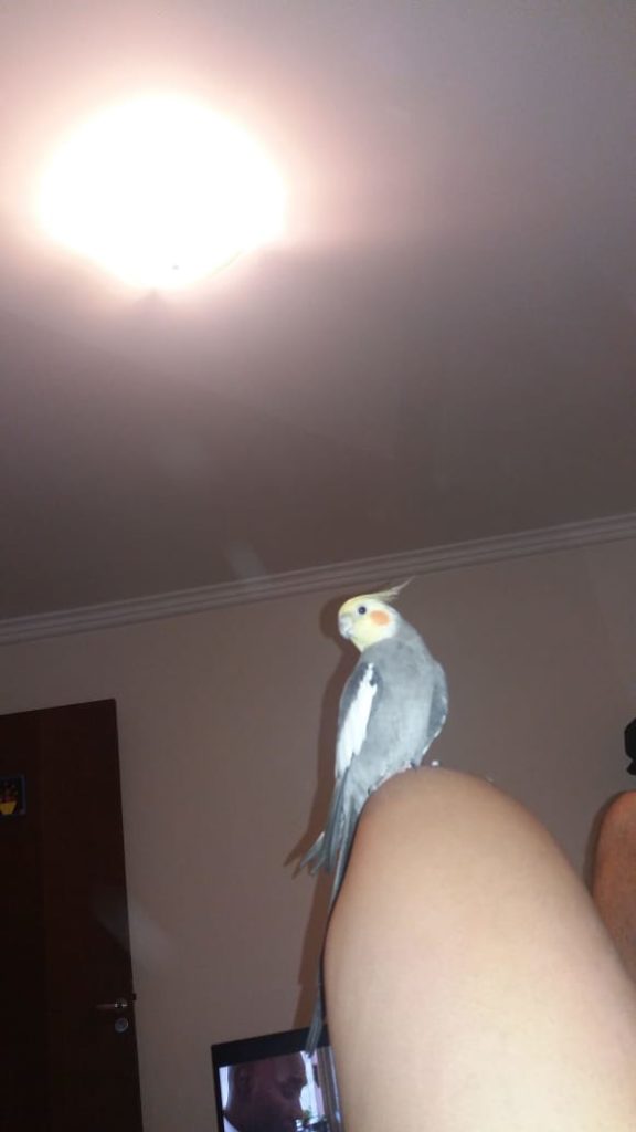 Calopsita desapareceu no Brasmadeira