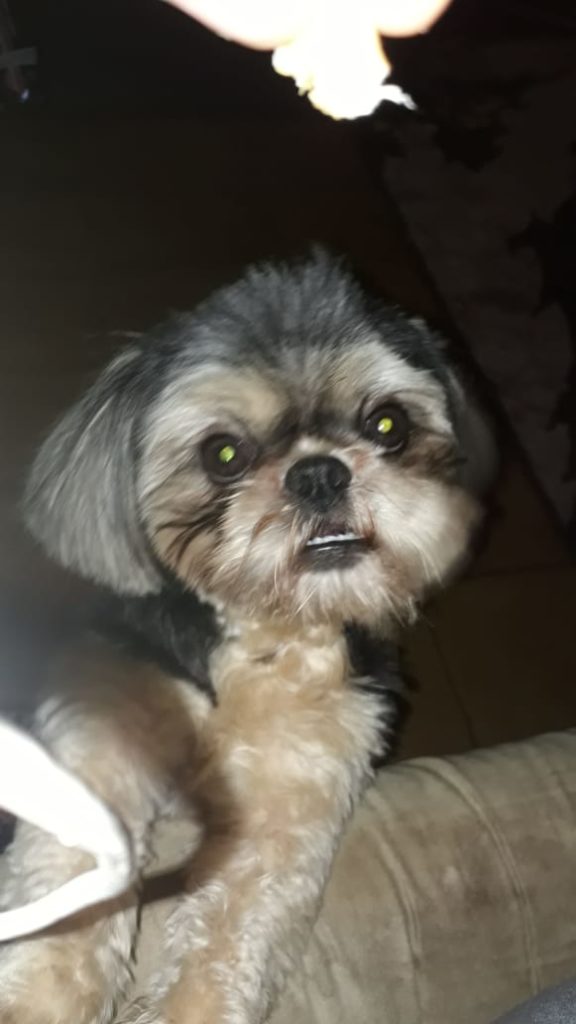 Internauta pede ajuda para achar cachorrinho