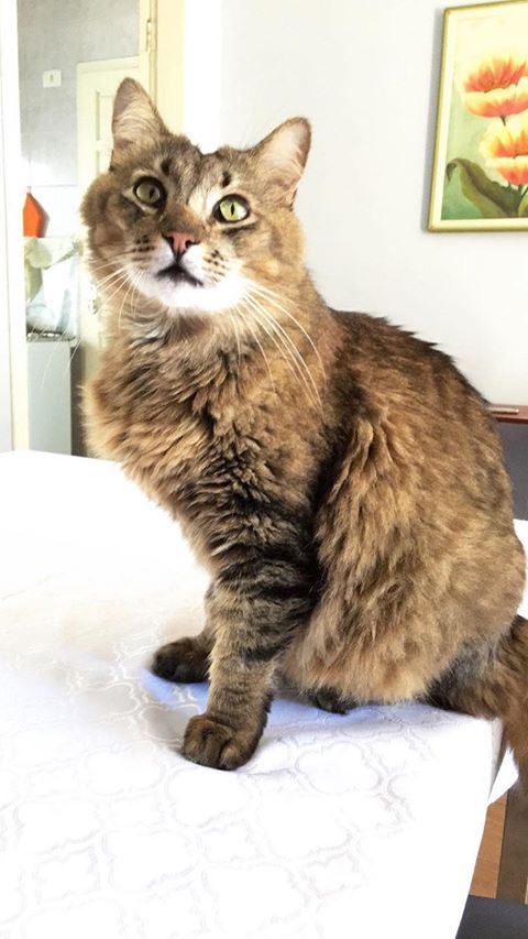 Gato ‘Bartolomeu’ desapareceu no Bairro Neva