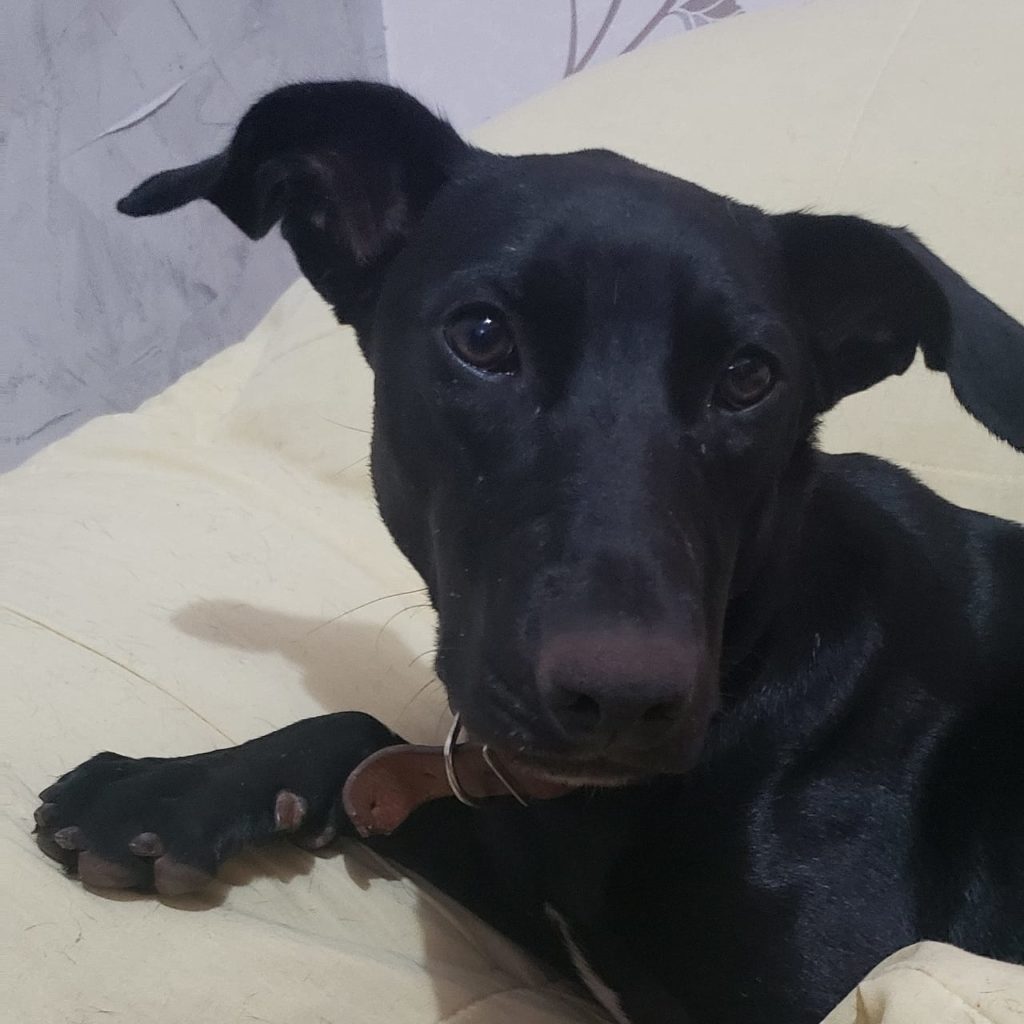 Plínio está perdido no Bairro São Cristóvão