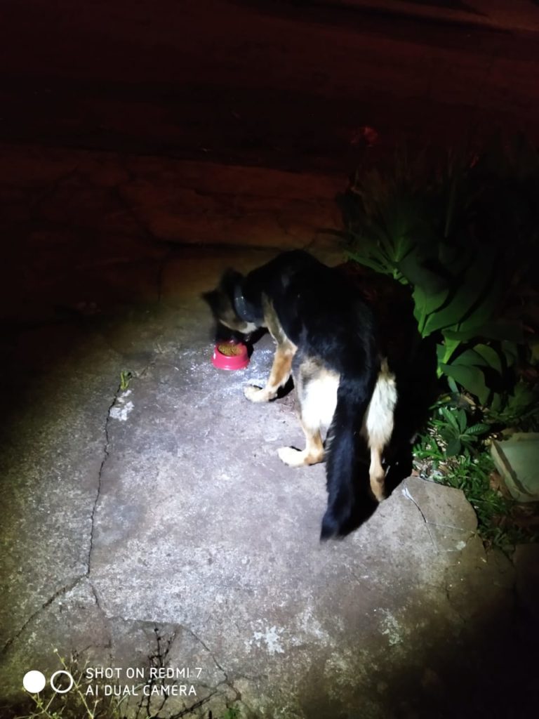 Cachorro da raça Pastor Alemão é encontrado no Parque São Paulo
