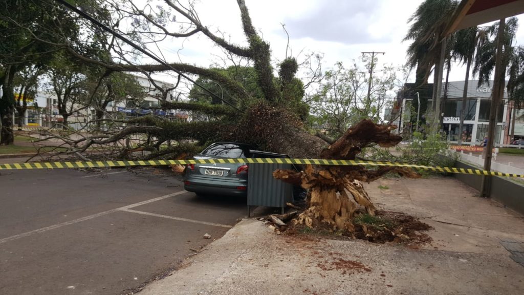 Árvore cai e atinge dois carros na Avenida Brasil