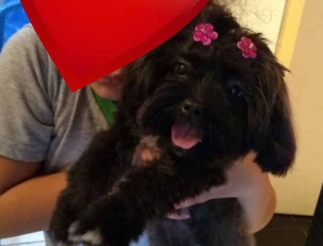 Cachorrinha ‘Lilica’ está desaparecida na região entre a Neva e o Parque São Paulo