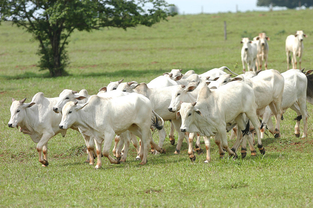 Paraná e Santa Catarina vão fortalecer defesa agropecuária