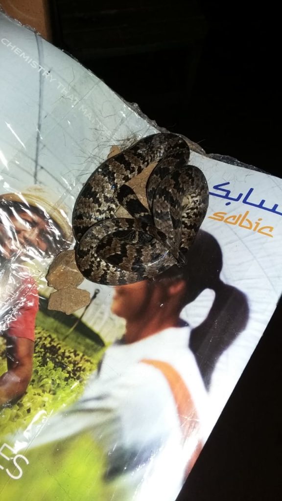 Cobra aparece em residência no Jardim Montreal