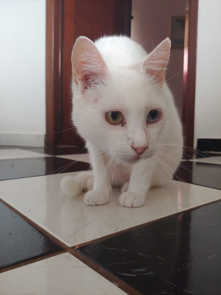Gato desapareceu no Bairro Neva