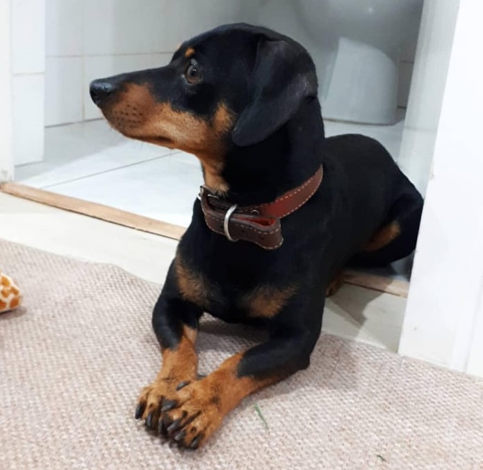 Cachorrinho foi encontrado no Bairro Neva