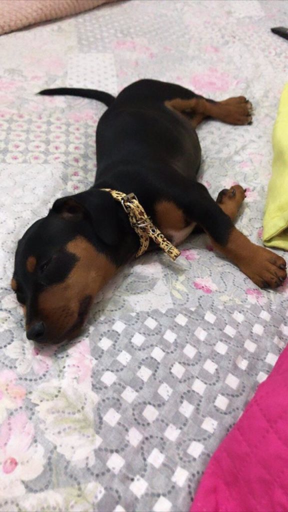 Internauta procura por cachorrinha que sumiu no Bairro Neva