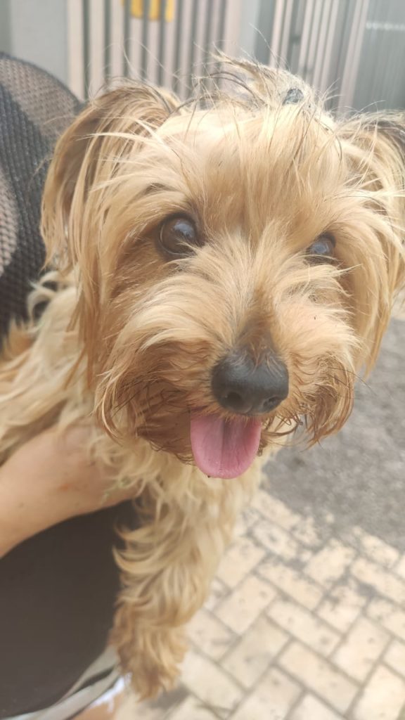 Cachorra é encontrada no Santa Cruz