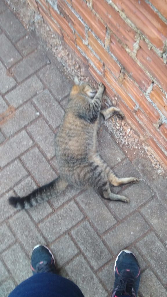 Morador denuncia envenenamento de gato no Jd. Alvorada