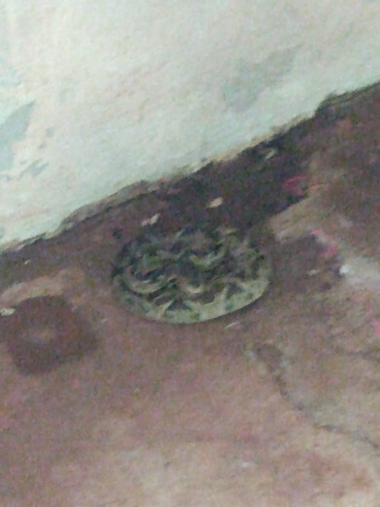 Cobra é encontrada em residência, no Santa Felicidade
