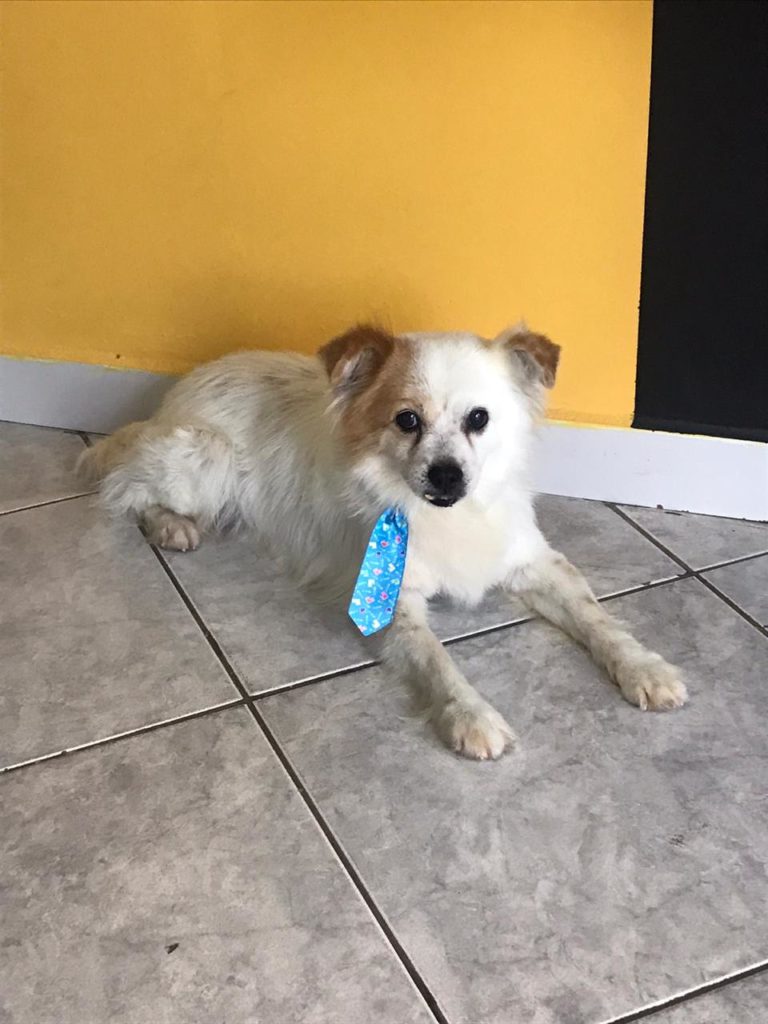Cachorro é encontrado no Alto Alegre