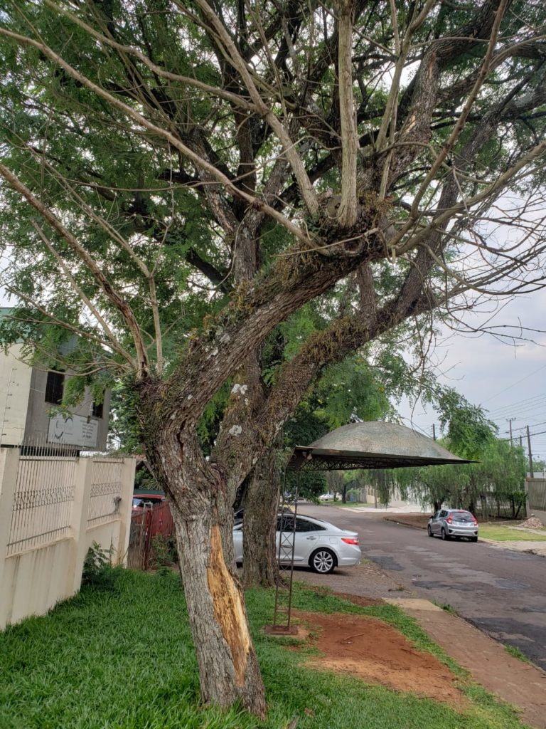 Morador afirma que árvore corre risco de cair no Alto Alegre