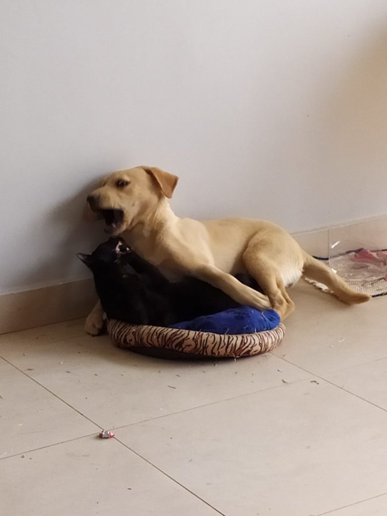 Cachorra desapareceu no Esmeralda; há recompensa para quem encontrar e devolver