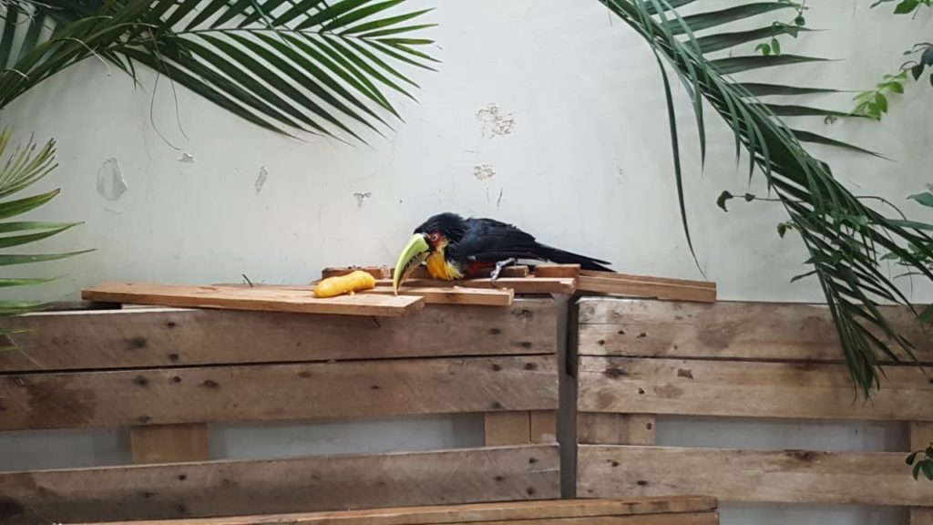 Filhote de tucano é encontrado no Parque São Paulo