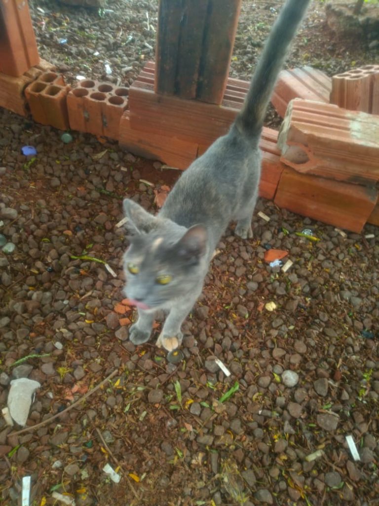 Gatinha é encontrada na Rua Chopinzinho