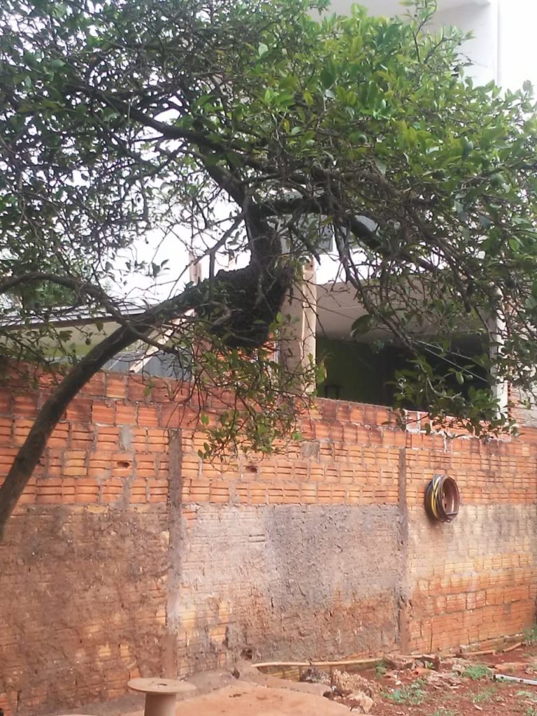 Moradora pede ajuda para retirada de enxame de abelha