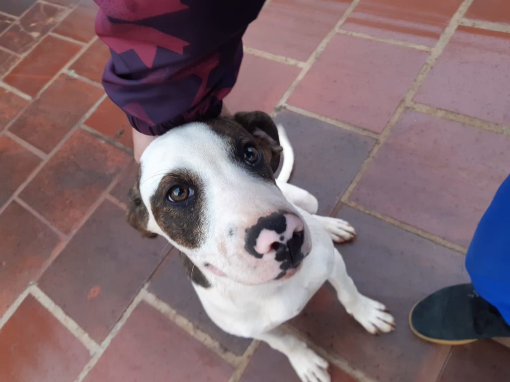 Cachorro desapareceu no Jd. Pinheiros