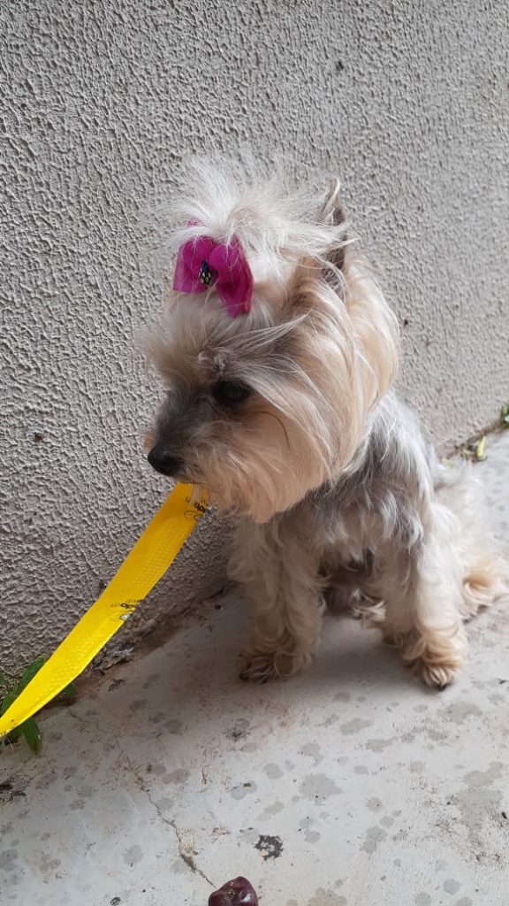Cachorrinha é encontrada na região do Bairro Neva