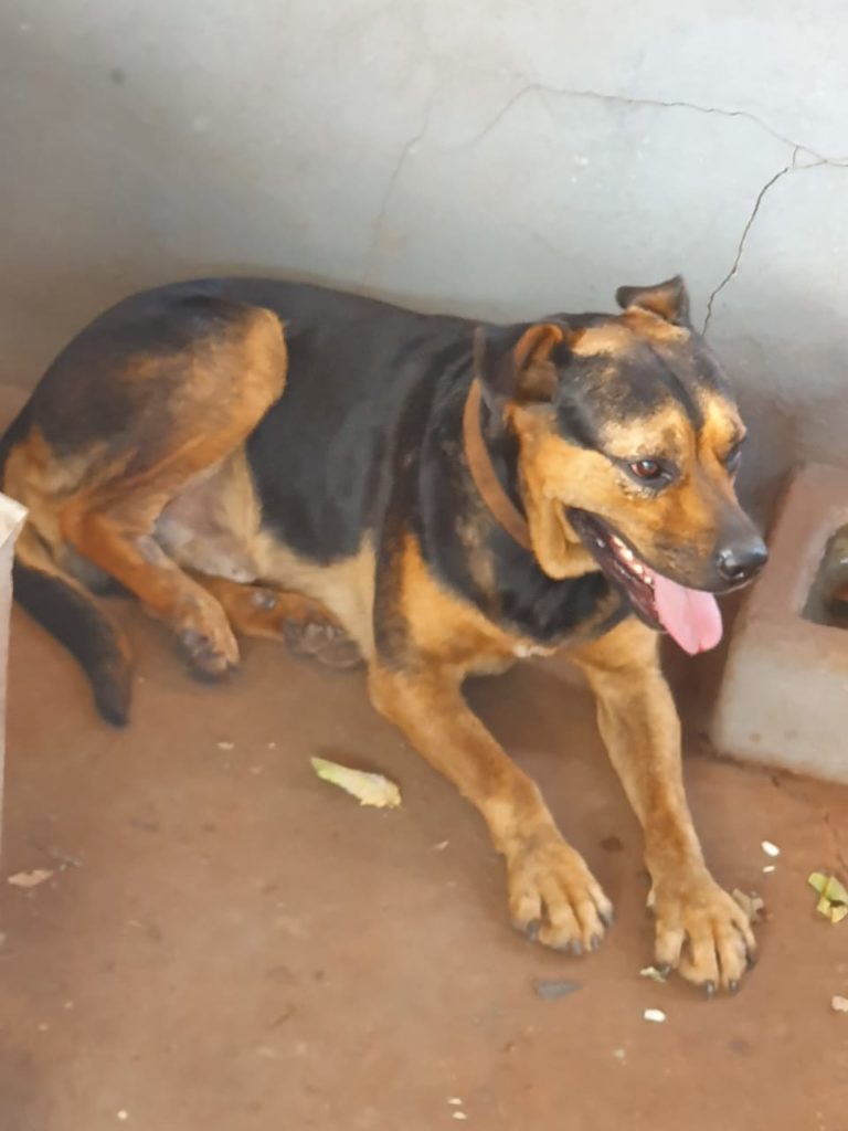 Cachorro desapareceu no Alto Alegre