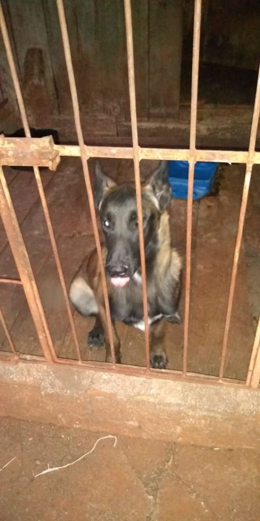 Cachorro ‘Aladin’ desapareceu na região do Cascavel Velho