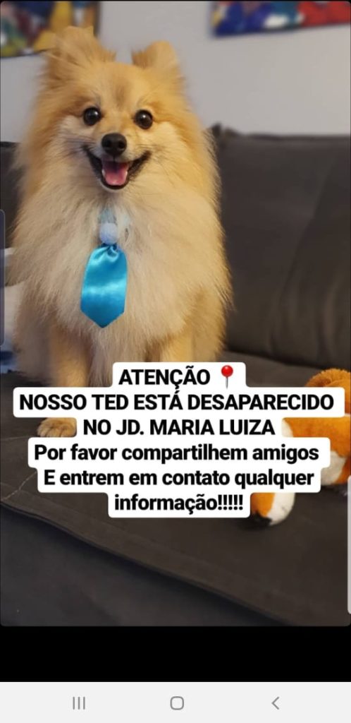 Internauta procura por Ted que sumiu