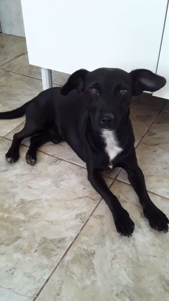 Internauta procura novos donos para cães