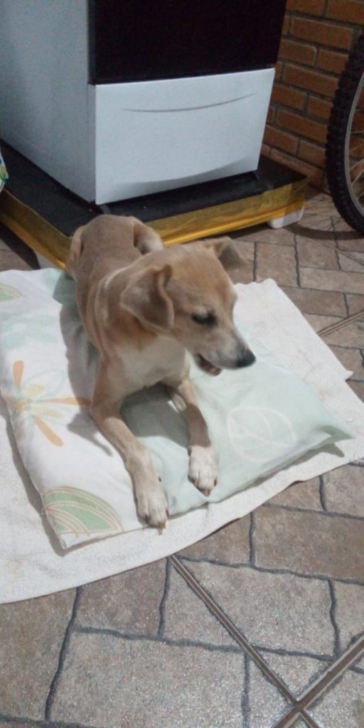 Cachorro resgatado no centro precisa de um lar