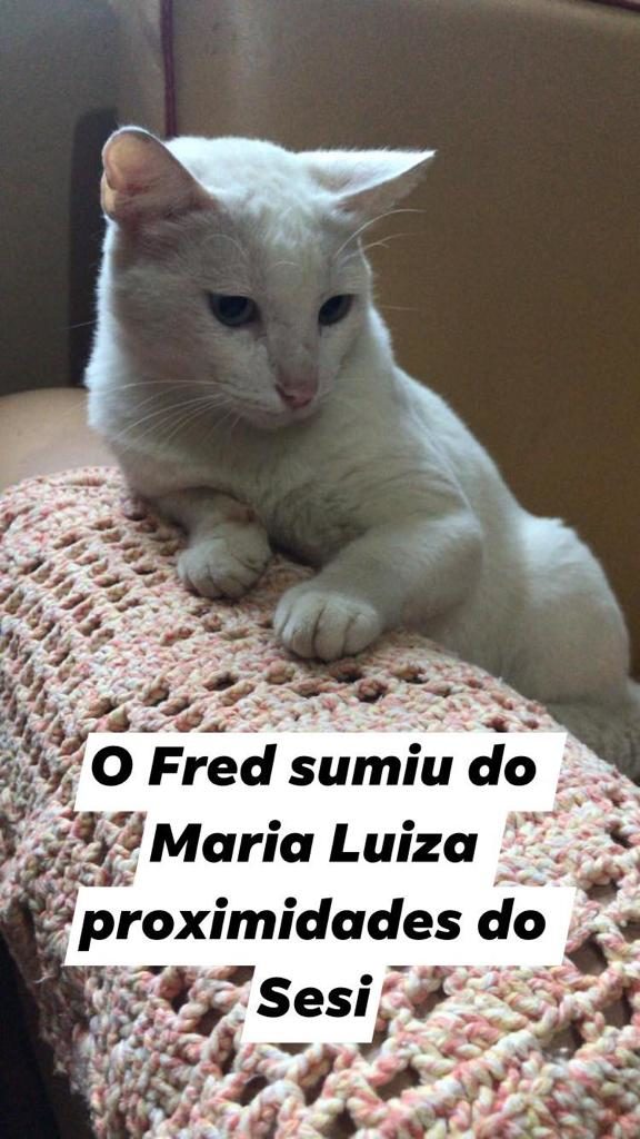 Gato desapareceu no Maria Luíza