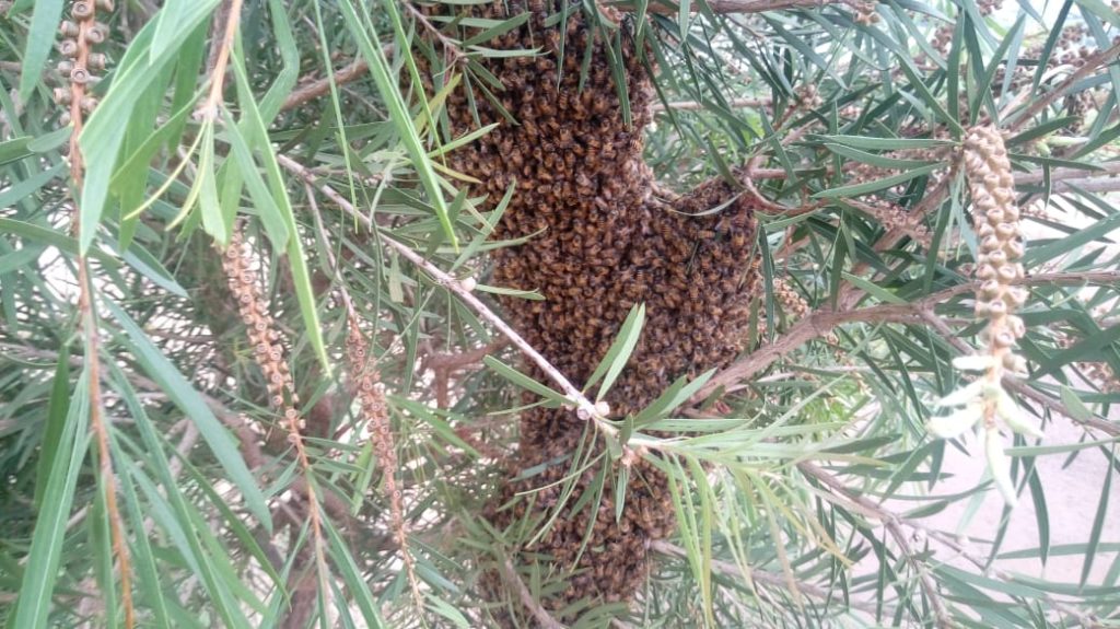 Enxame de abelha gera incômodo no Mantovani
