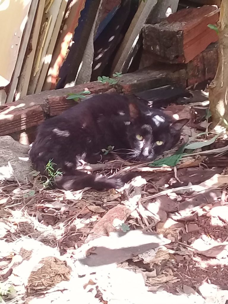 Gato é encontrada no Coqueiral
