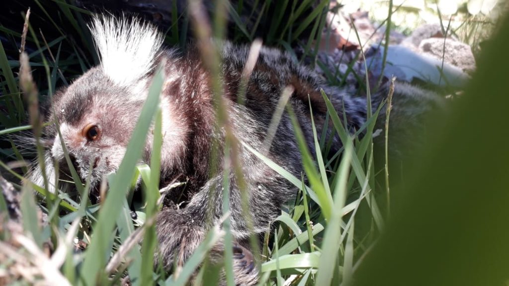 Macaco é encontrado morto na Av. Brasil e outro é capturado