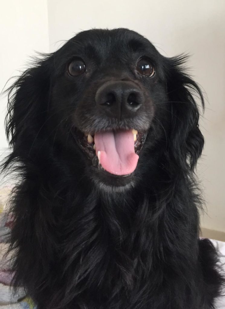 Cachorrinha ‘Kyara’ desapareceu no Maria Luíza