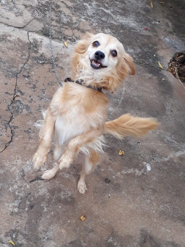 Cachorro ‘Shake’ desapareceu na região dos bairros Coqueiral e Aclimação