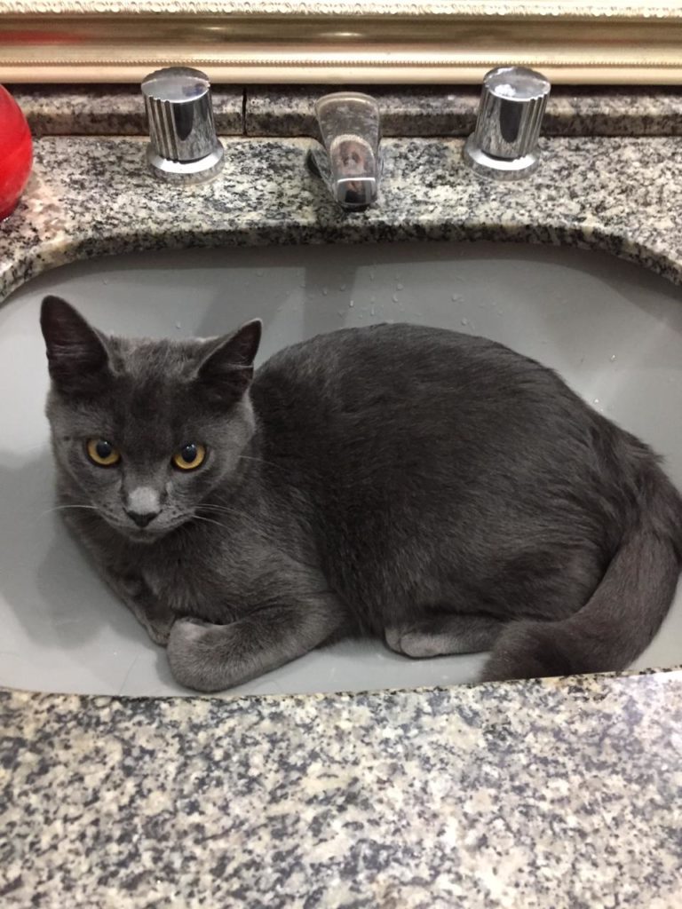 Gato ‘Rodolfo’ desapareceu na região do COuntry