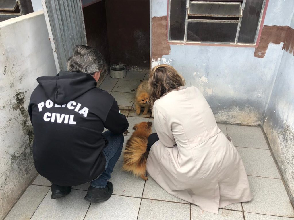 Veterinária é autuada por maus tratos a cães e diz que não tinha mais tempo para cuidar deles