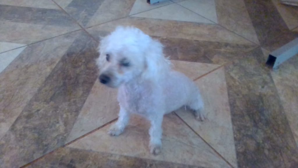 Cachorro desapareceu no Bairro Esmeralda