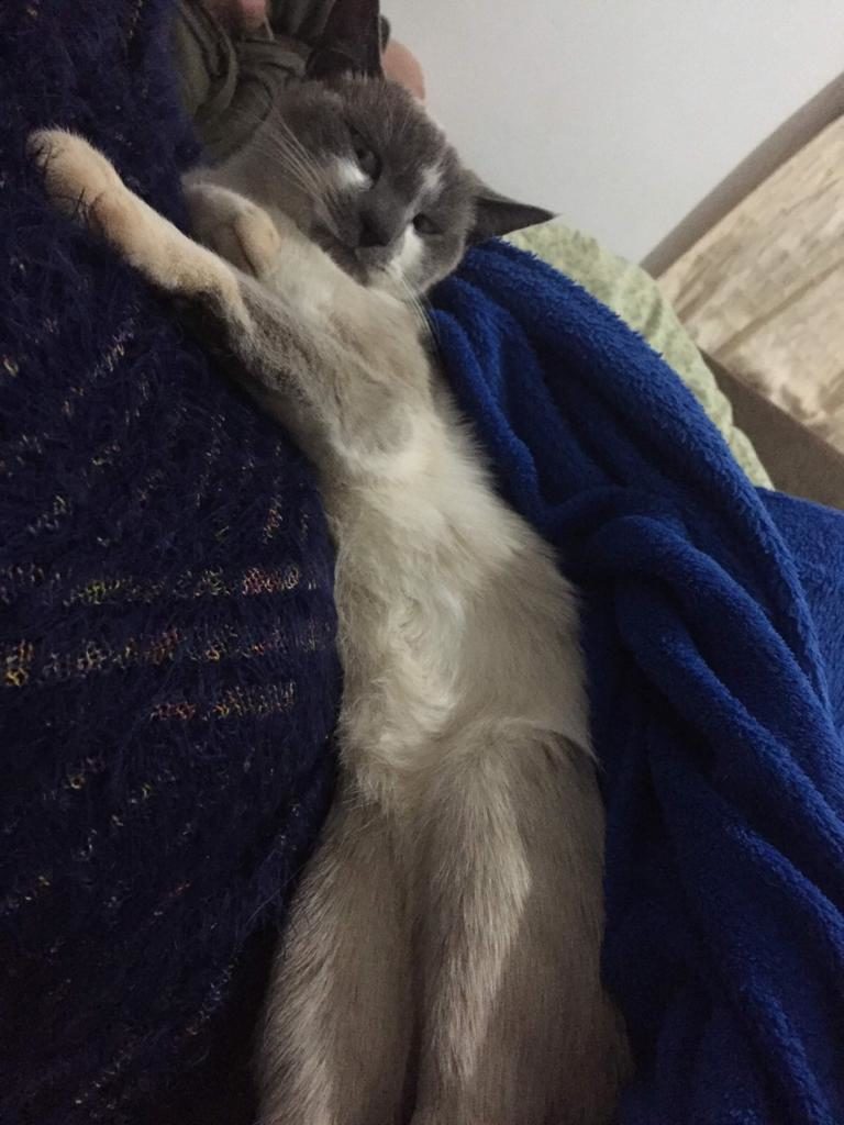 Gata desapareceu no Maria Luíza