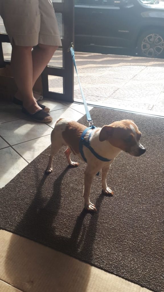 Cachorrinho é encontrado no São Cristóvão