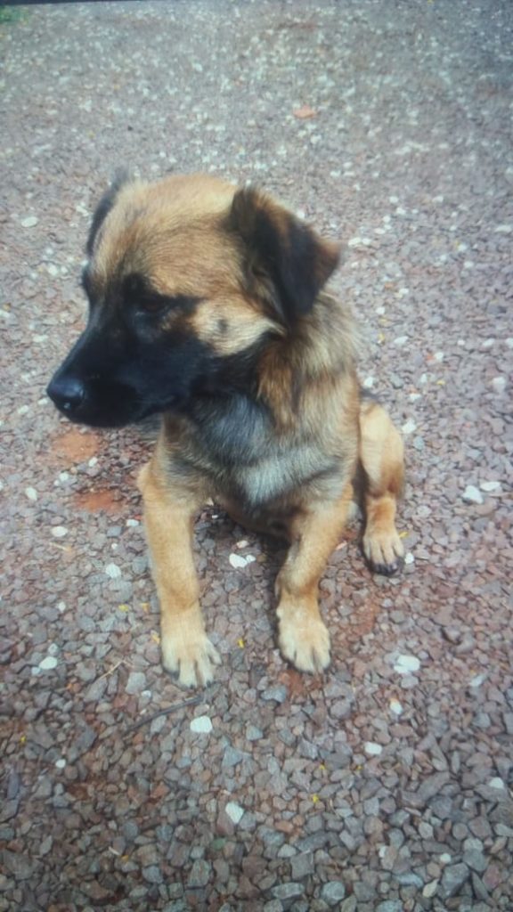 Cachorro desapareceu na região do Pioneiros Catarinenses