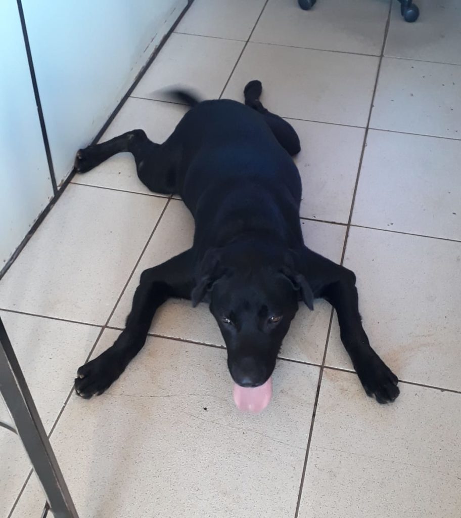 Cachorro é encontrado na Rua Jacarezinho