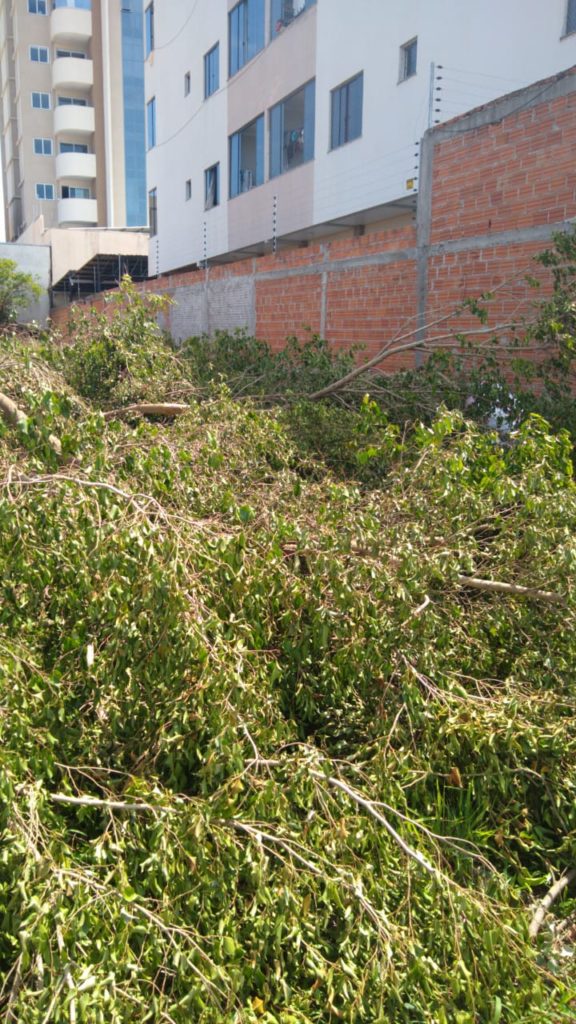Galhos deixados em terreno são alvo de reclamação