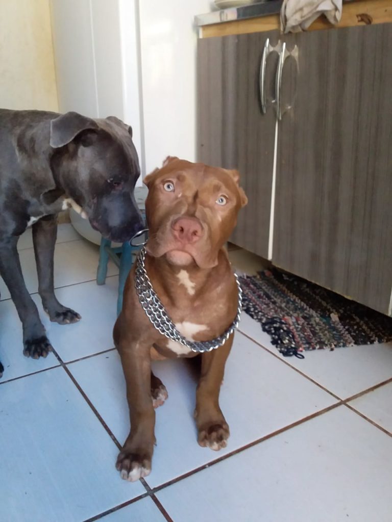 Cachorras desapareceram no Cascavel Velho