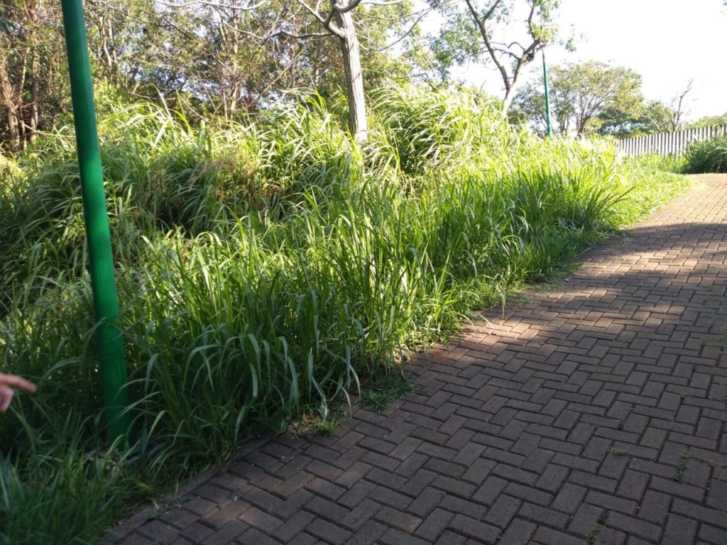 Moradora pede que mato seja roçado no Parque Vitória