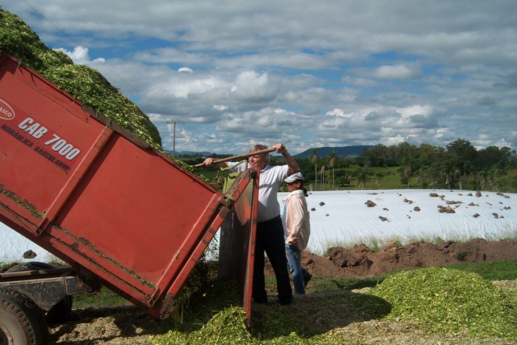 Emater orienta produtores para a produção de silagem